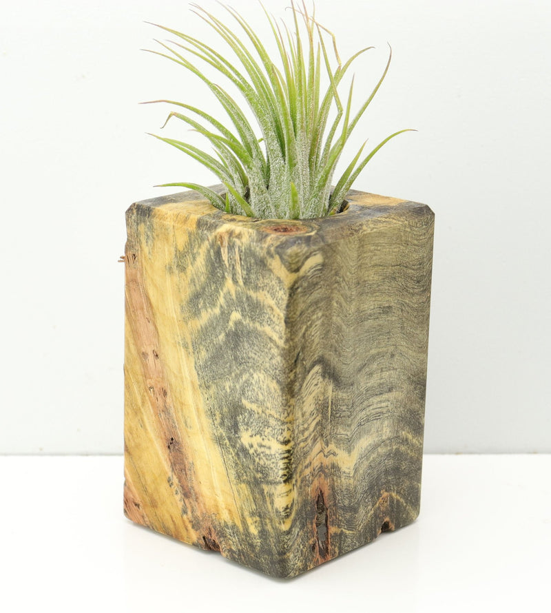Wood Burl  Air Plant Holder - Cheyanne (Wood Burl, 673103)