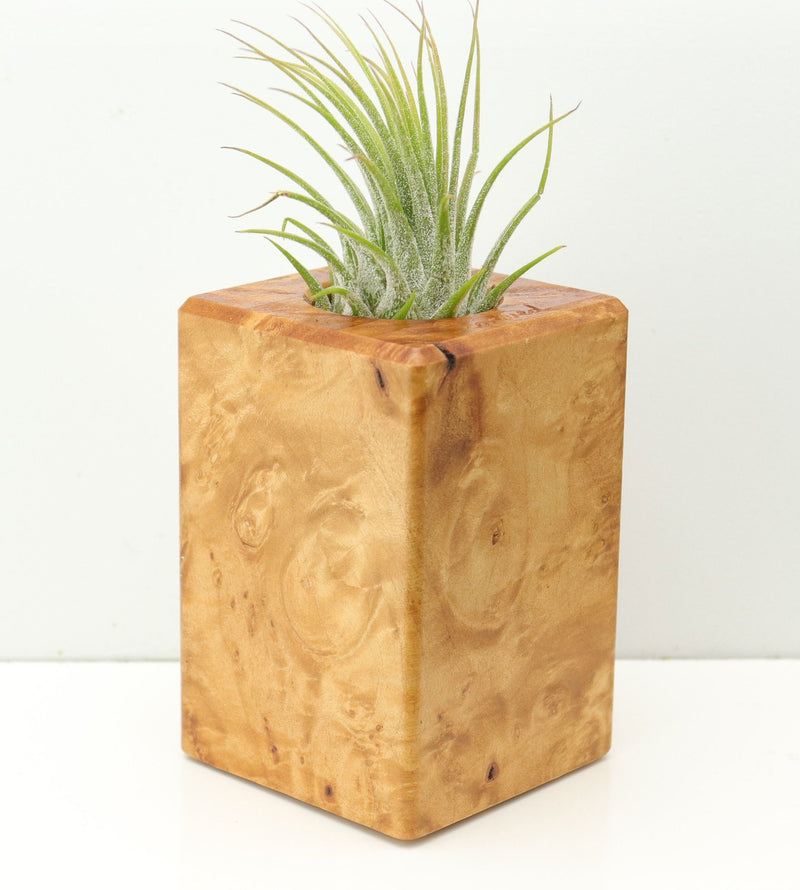 Wood Burl  Air Plant Holder - Eugene (Wood Burl, 673104)