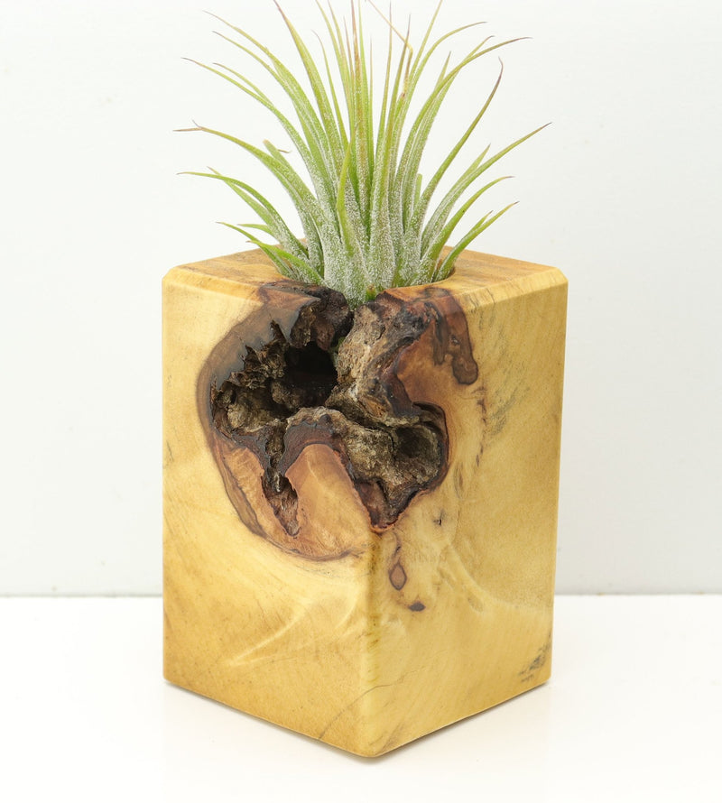 Wood Burl  Air Plant Holder - Clara (Wood Burl, 673105)