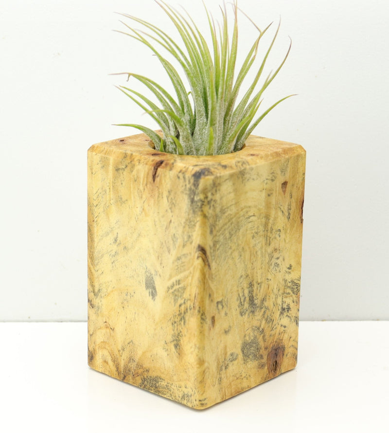 Wood Burl  Air Plant Holder - Hayes (Wood Burl, 673106)