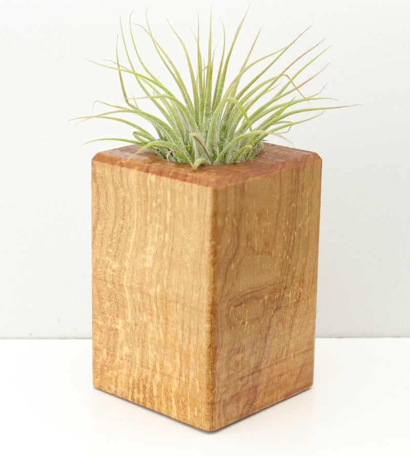 Wood Burl  Air Plant Holder - Marshall (Wood Burl, 673107)