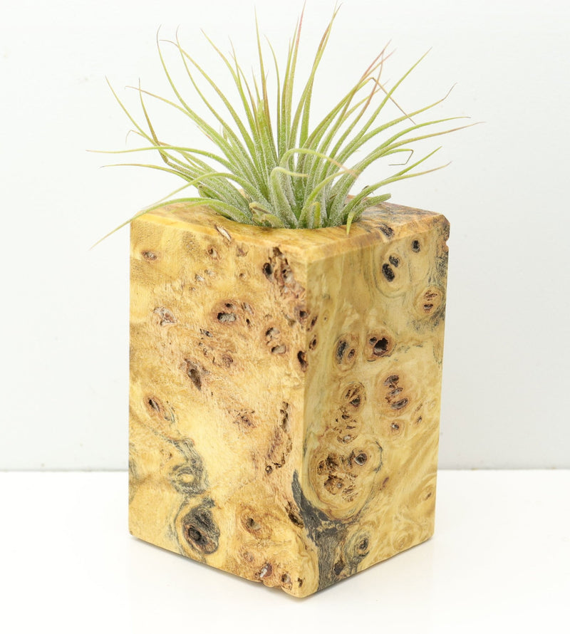 Wood Burl  Air Plant Holder - Christine (Wood Burl, 673108)