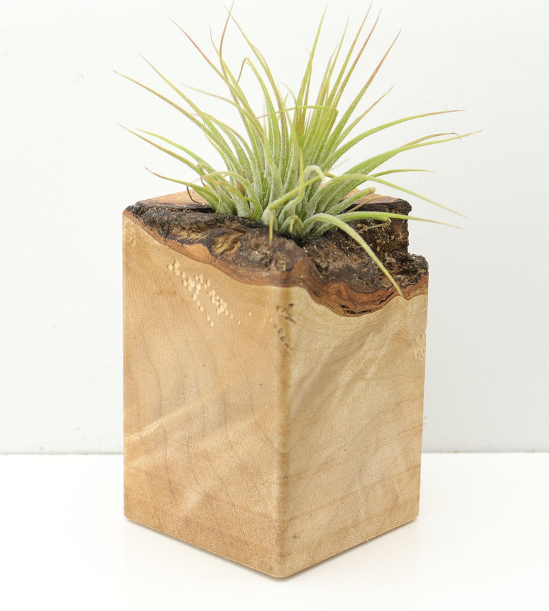 Wood Burl  Air Plant Holder - Nikolas (Wood Burl, 673109)