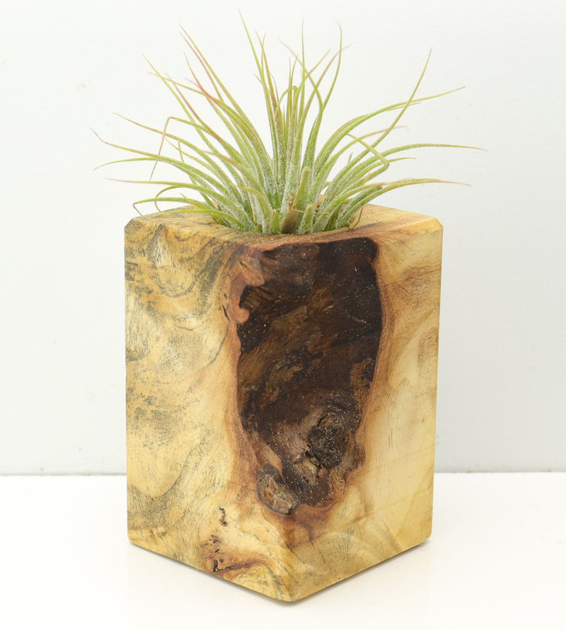 Wood Burl  Air Plant Holder - Colin (Wood Burl, 673110)