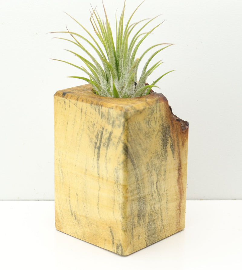 Wood Burl  Air Plant Holder - Christina (Wood Burl, 673111)