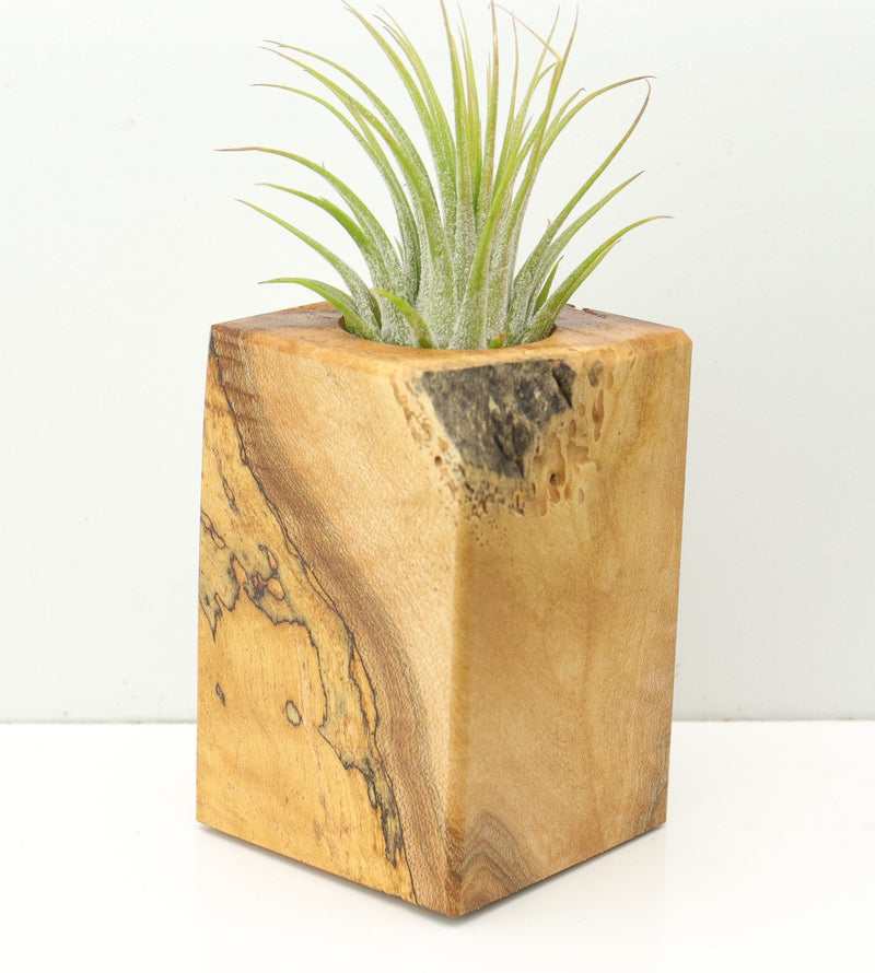 Wood Burl  Air Plant Holder - Jenny (Wood Burl, 673112)
