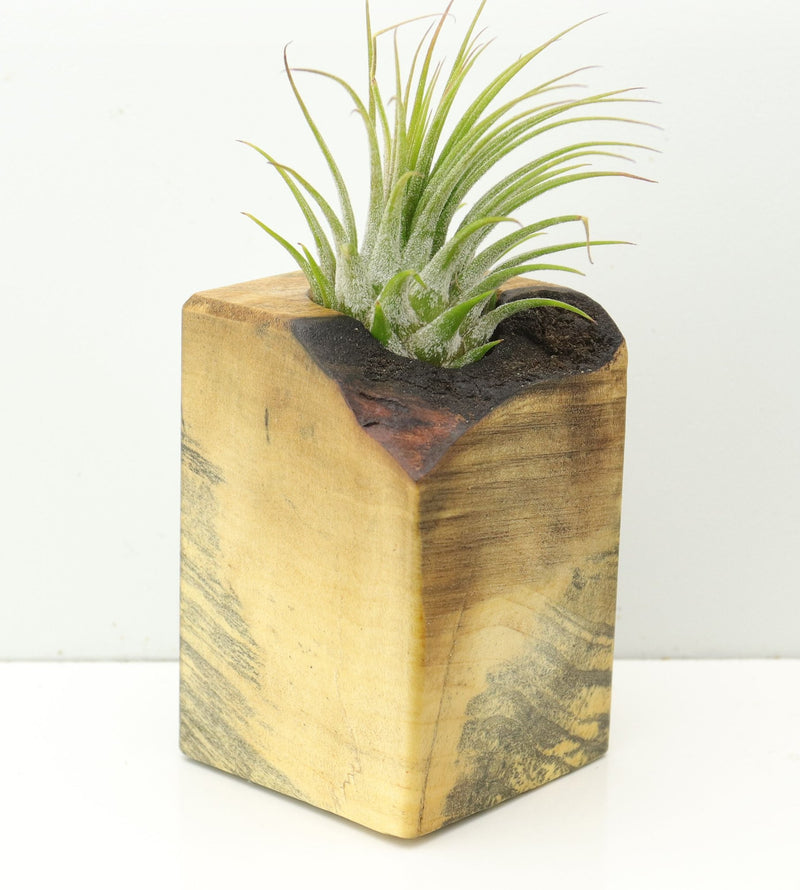 Wood Burl  Air Plant Holder - Brynn (Wood Burl, 673113)