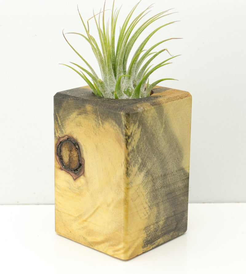 Wood Burl  Air Plant Holder - Eli (Wood Burl, 673114)