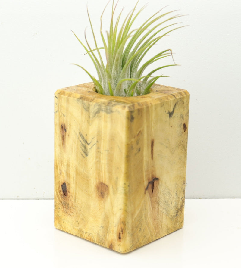 Wood Burl  Air Plant Holder - Malik (Wood Burl, 673115)