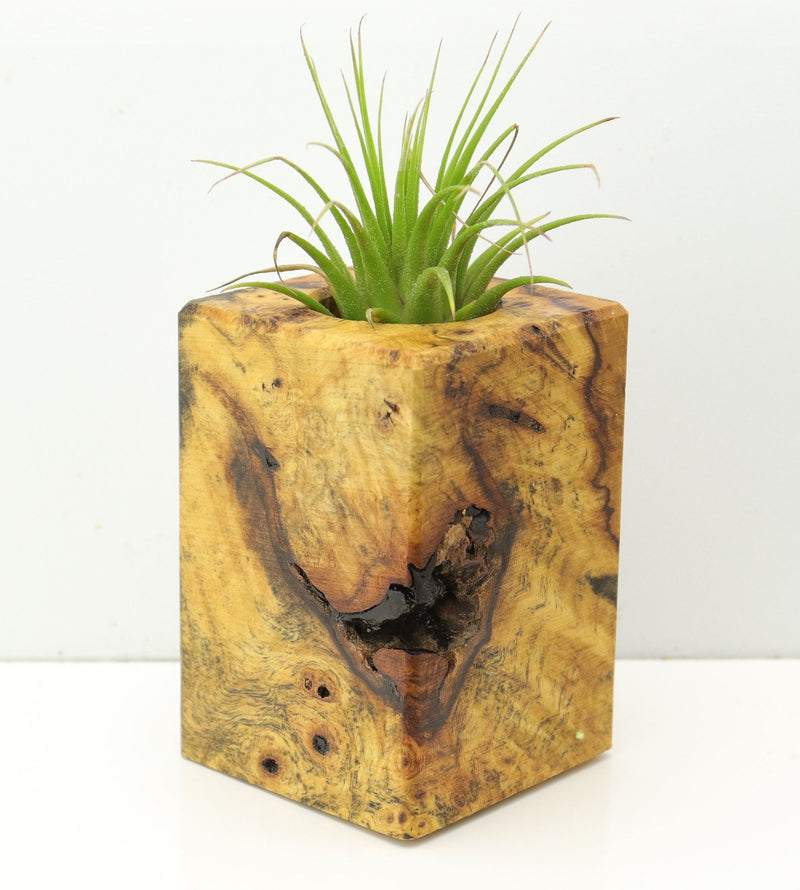 Wood Burl  Air Plant Holder - Shirley (Wood Burl, 673116)