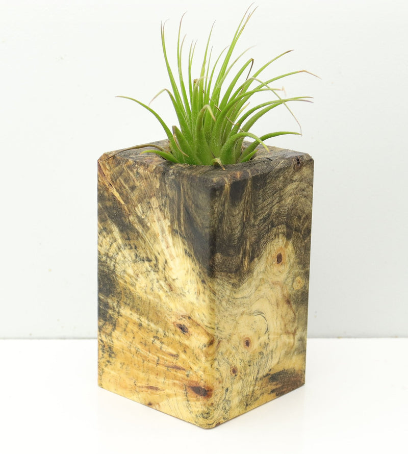 Wood Burl  Air Plant Holder - Ramon (Wood Burl, 673117)