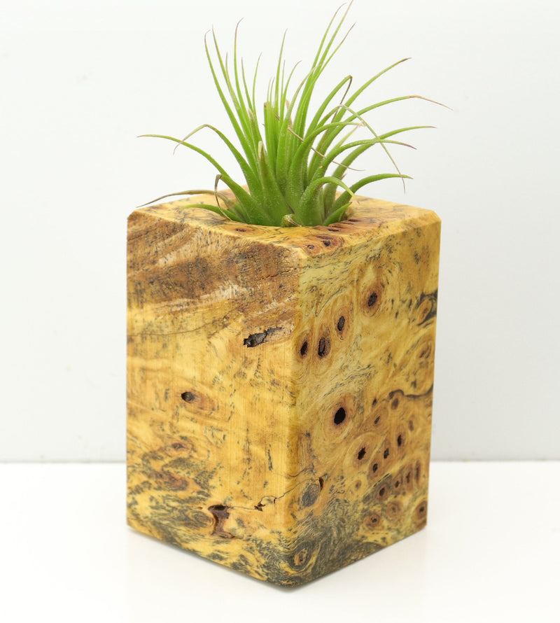 Wood Burl  Air Plant Holder - Tania (Wood Burl, 673118)