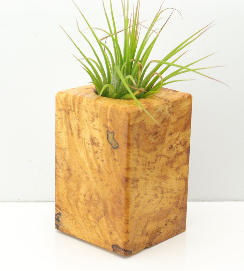 Wood Burl  Air Plant Holder - Peggy (Wood Burl, 673120)