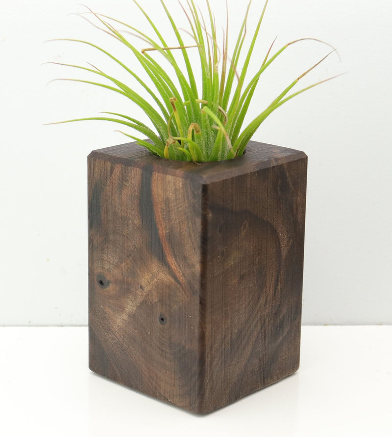 Wood Burl  Air Plant Holder - Litzy (Wood Burl, 673121)