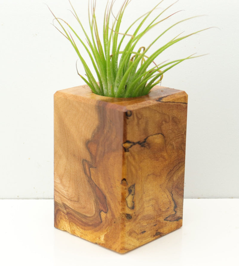 Wood Burl  Air Plant Holder - Jacob (Wood Burl, 673122)