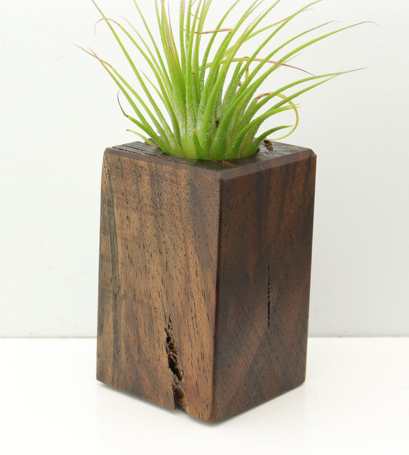 Wood Burl  Air Plant Holder - Cassandra (Wood Burl, 673123)