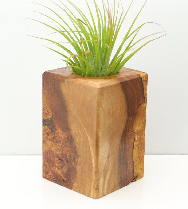 Wood Burl  Air Plant Holder - Luka (Wood Burl, 673124)