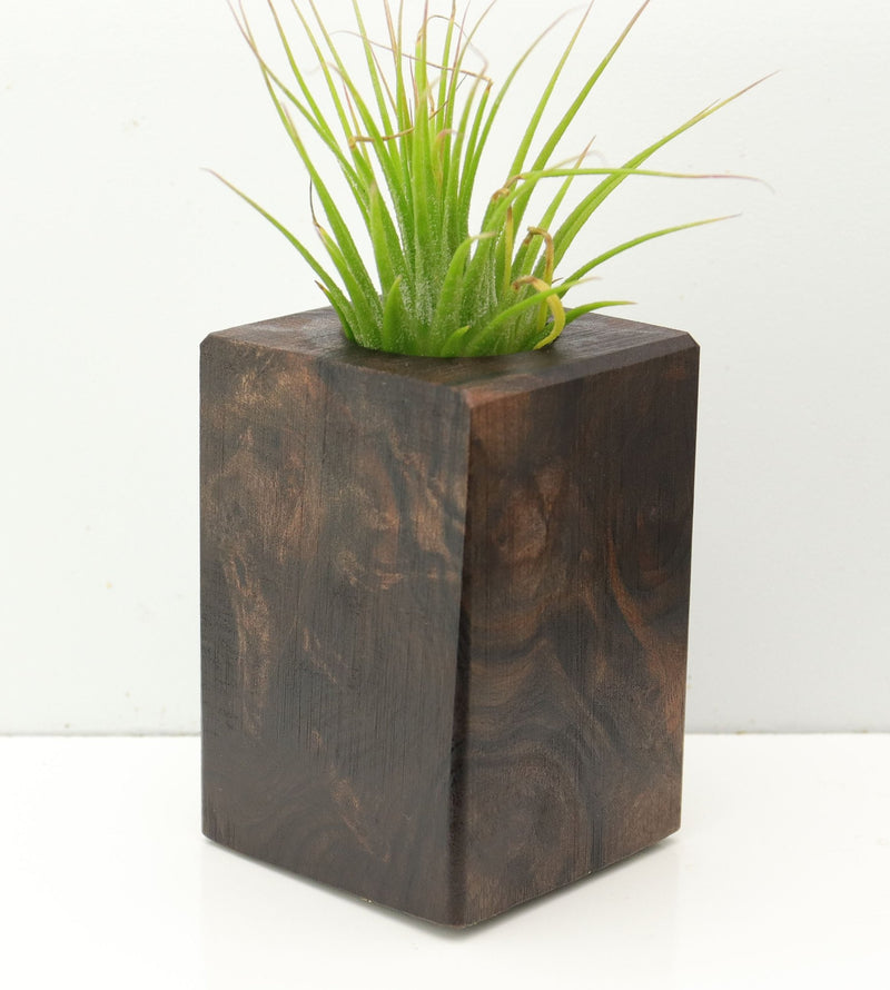 Wood Burl  Air Plant Holder - Kehlani (Wood Burl, 673125)