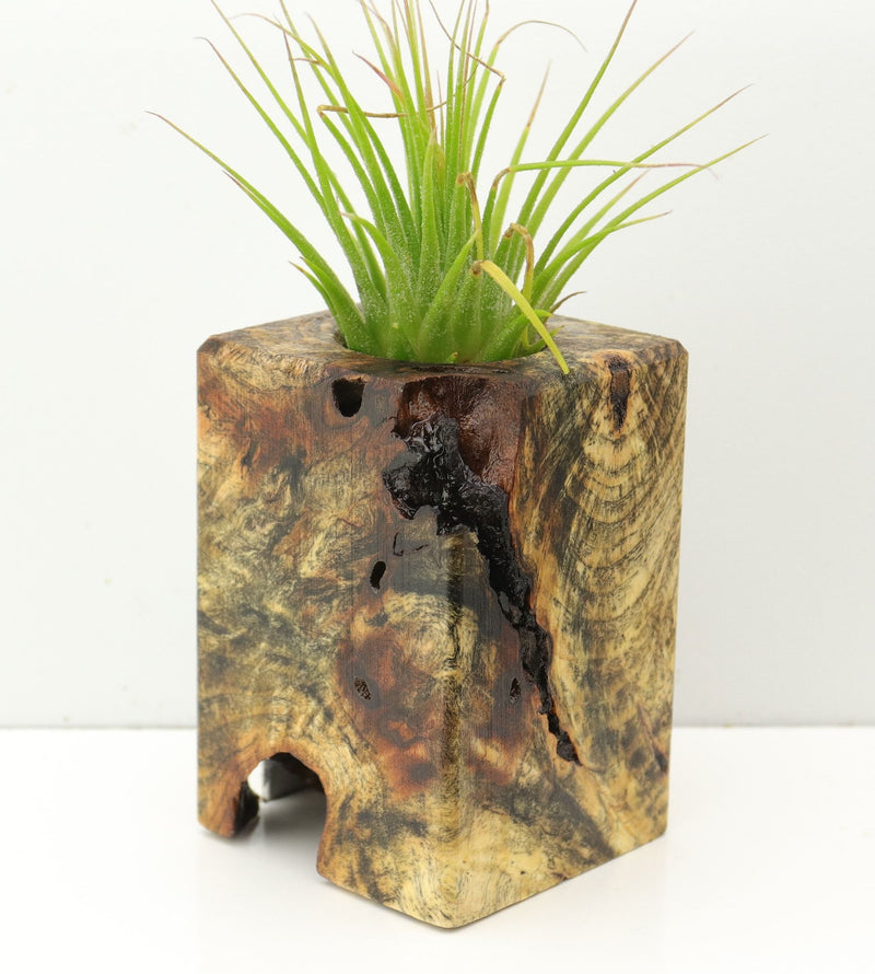 Wood Burl  Air Plant Holder - Kade (Wood Burl, 673126)