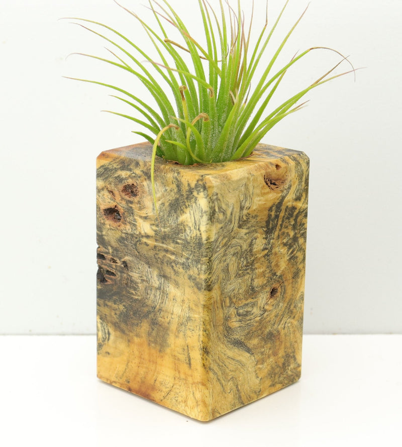 Wood Burl  Air Plant Holder - Dorothea (Wood Burl, 673127)
