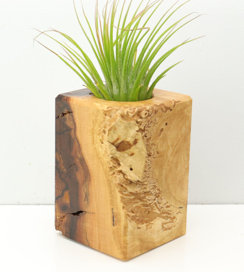 Wood Burl  Air Plant Holder - Terrance (Wood Burl, 673128)