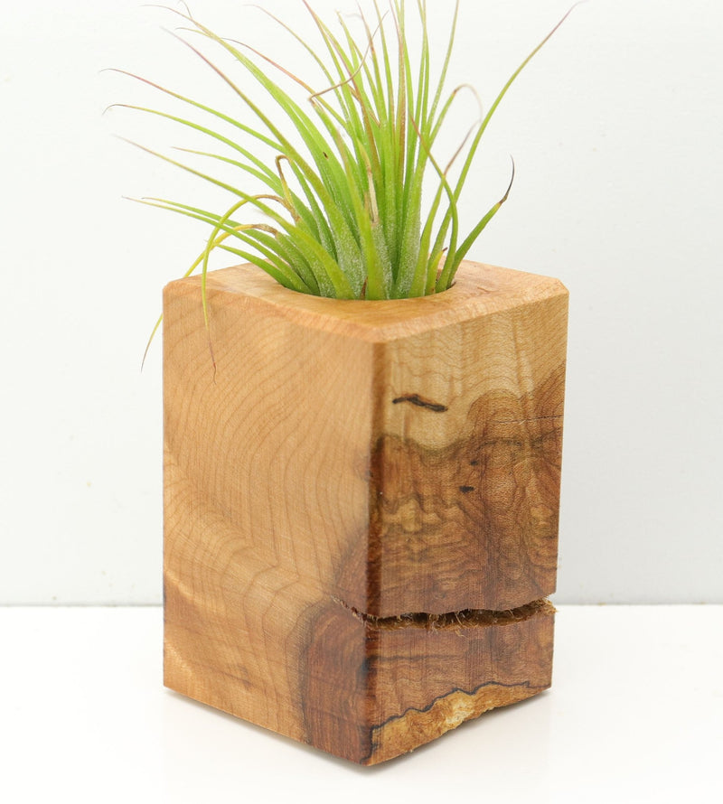 Wood Burl  Air Plant Holder - Santiago (Wood Burl, 673129)