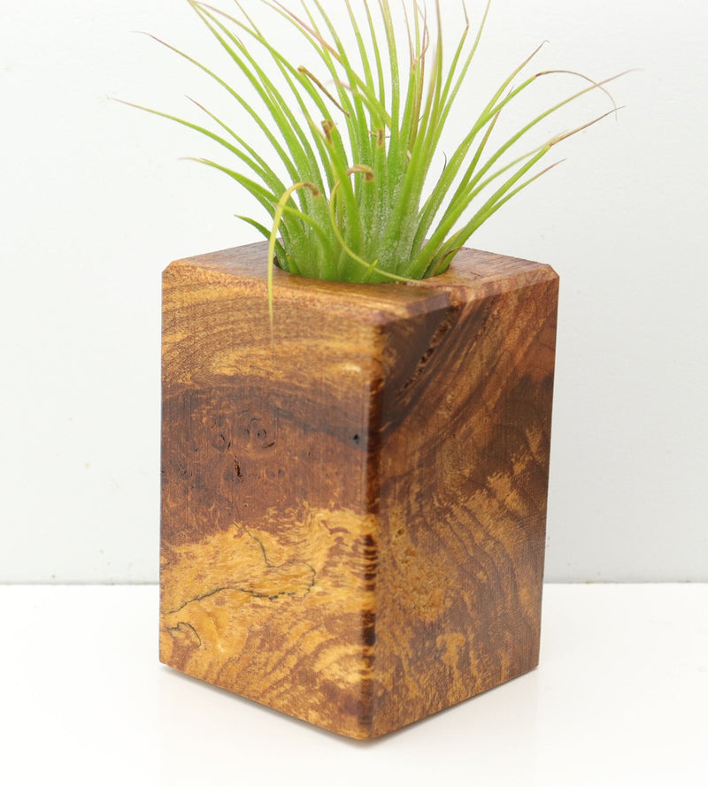 Wood Burl  Air Plant Holder - Finley (Wood Burl, 673130)