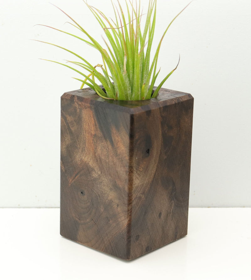 Wood Burl  Air Plant Holder - Mary (Wood Burl, 673131)