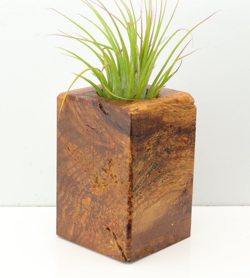 Wood Burl  Air Plant Holder - Martha (Wood Burl, 673132)