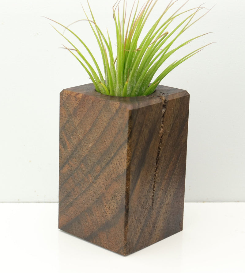 Wood Burl  Air Plant Holder - Amara (Wood Burl, 673133)
