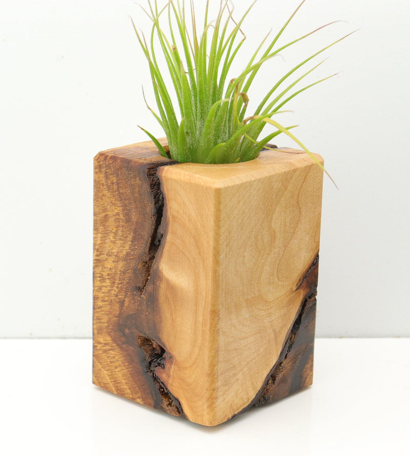 Wood Burl  Air Plant Holder - Eduardo (Wood Burl, 673134)