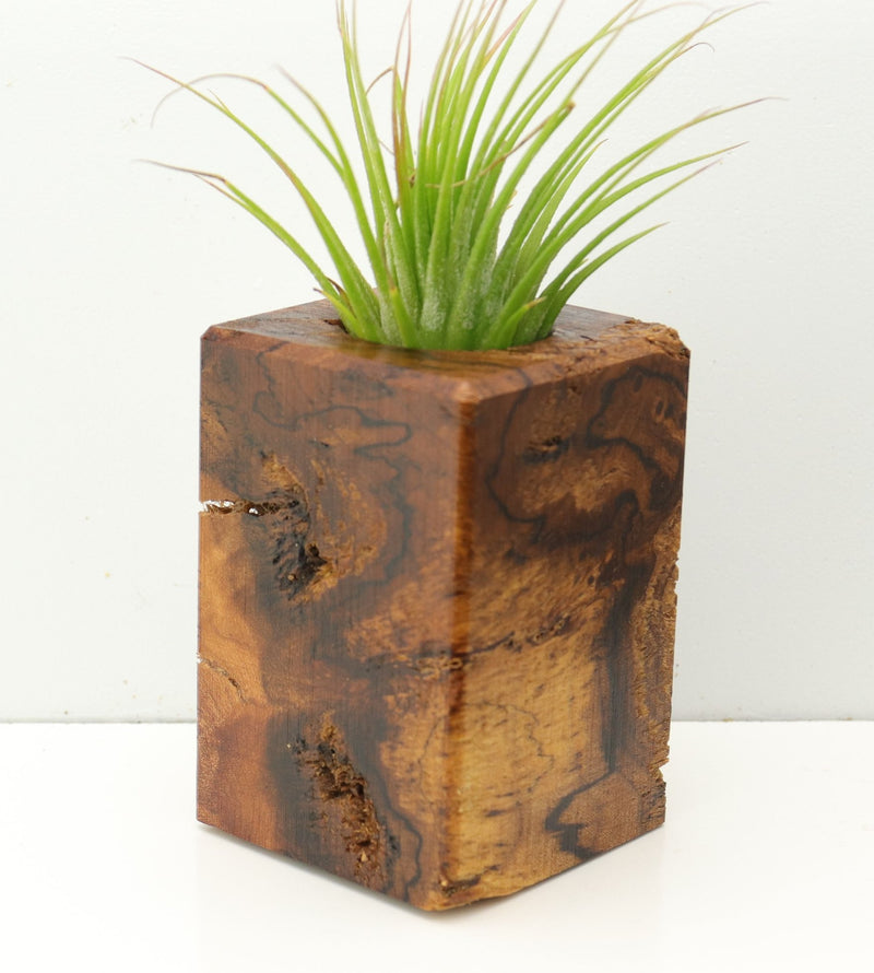 Wood Burl  Air Plant Holder - Fernanda (Wood Burl, 673135)
