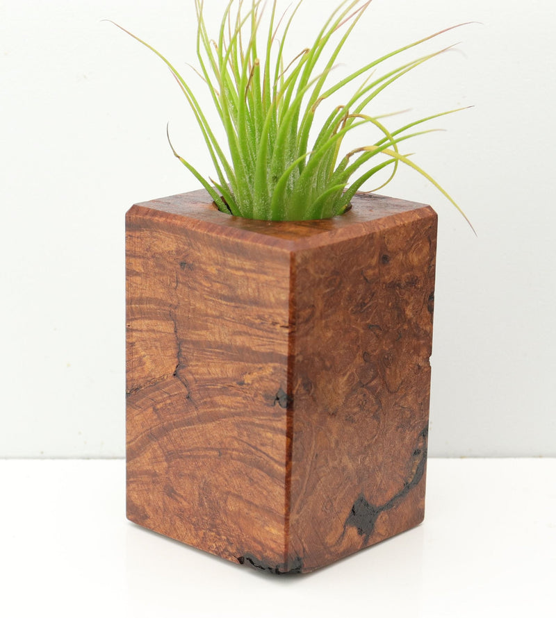 Wood Burl  Air Plant Holder - Laurence (Wood Burl, 673136)
