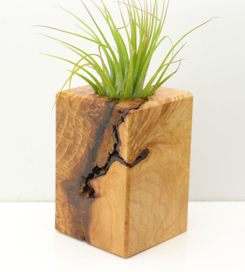 Wood Burl  Air Plant Holder - Wendell (Wood Burl, 673137)