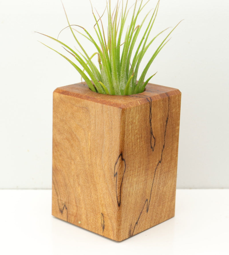Wood Burl  Air Plant Holder - Gunnar (Wood Burl, 673138)
