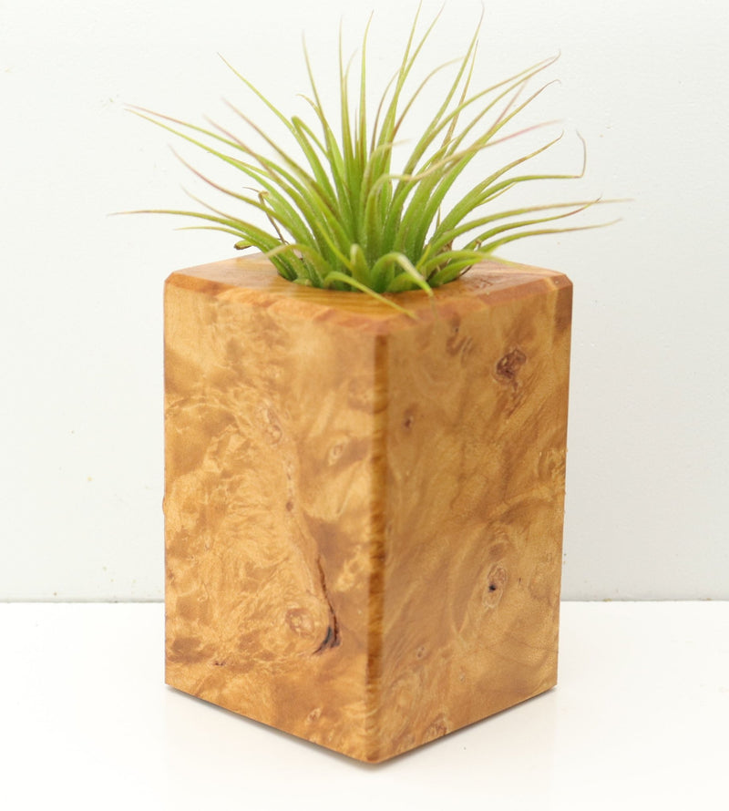 Wood Burl  Air Plant Holder - Wynter (Wood Burl, 673139)