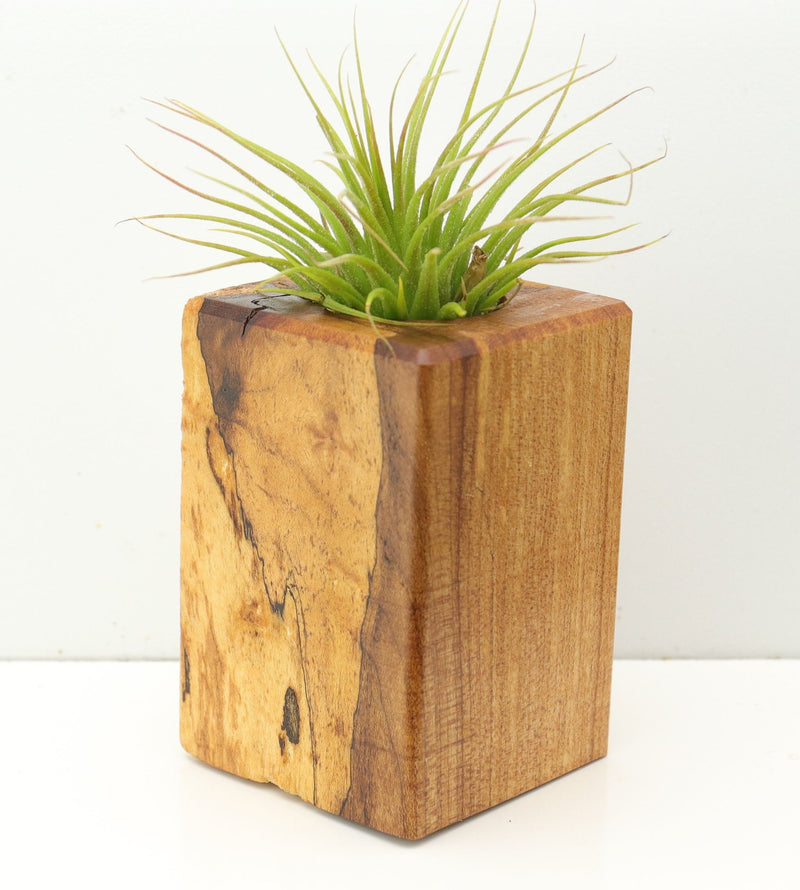 Wood Burl  Air Plant Holder - Leah (Wood Burl, 673140)