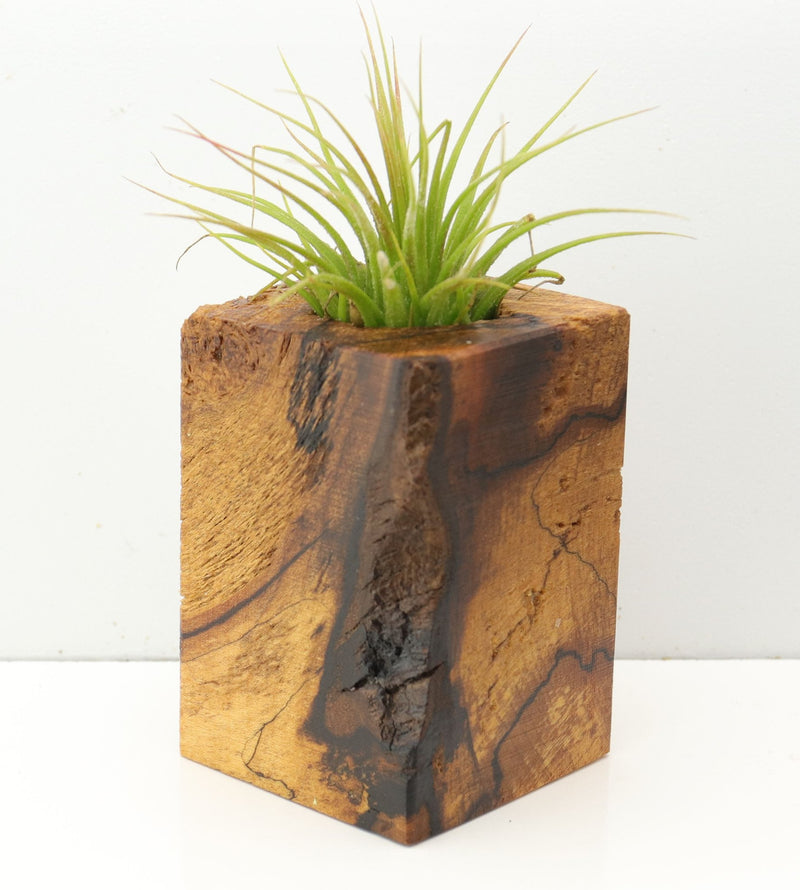 Wood Burl  Air Plant Holder - Jackson (Wood Burl, 673141)