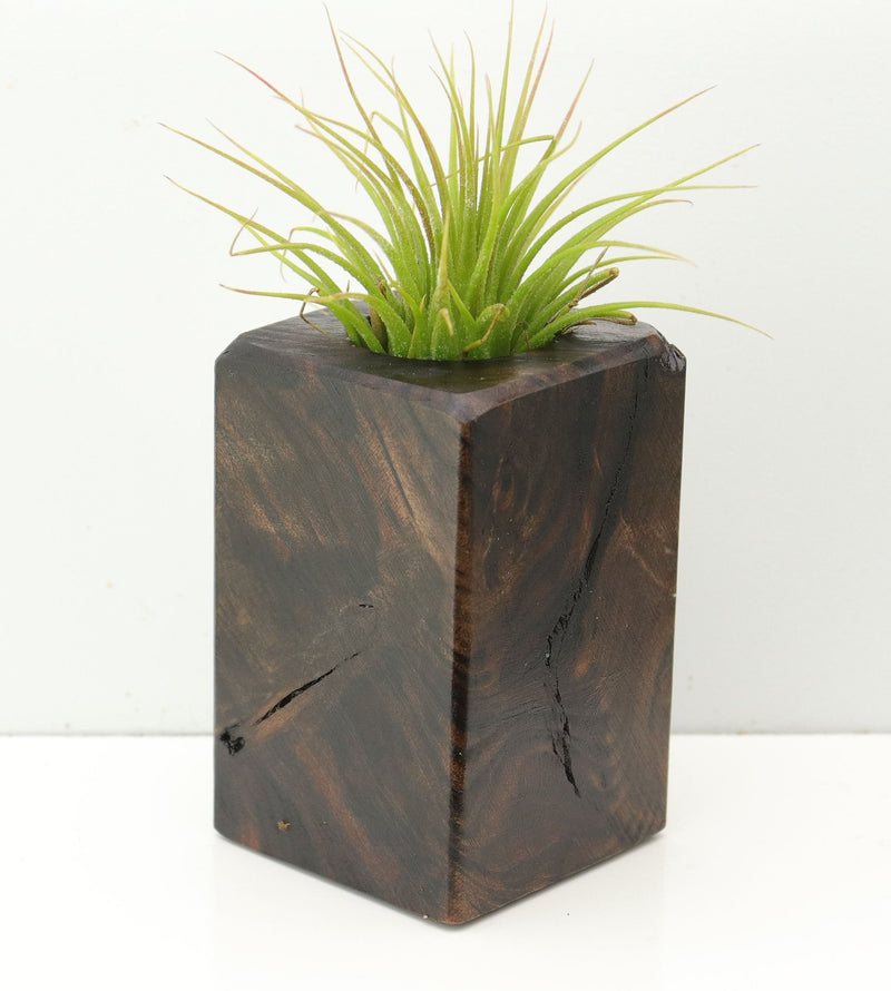 Wood Burl  Air Plant Holder - Isabel (Wood Burl, 673142)