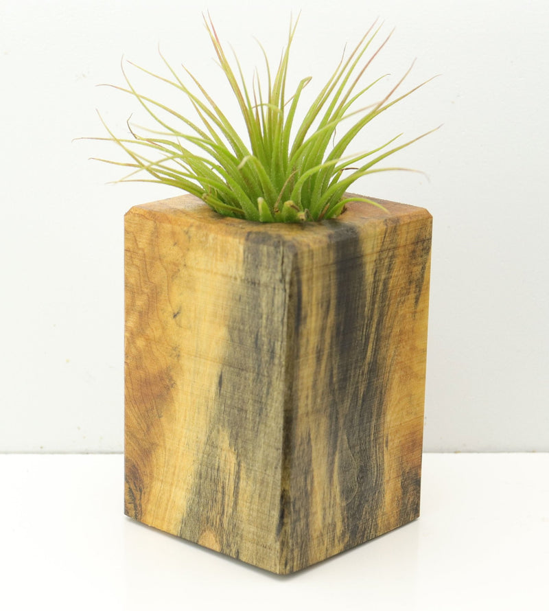 Wood Burl  Air Plant Holder - Jazmine (Wood Burl, 673143)