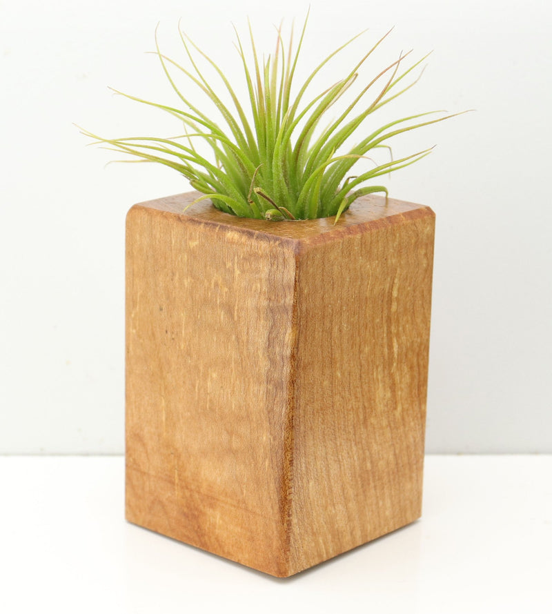 Wood Burl  Air Plant Holder - Lucinda (Wood Burl, 673144)