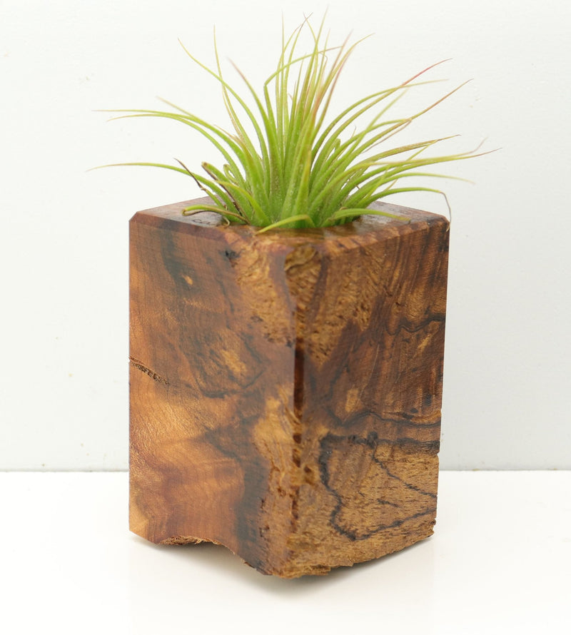 Wood Burl  Air Plant Holder - Niko (Wood Burl, 673145)
