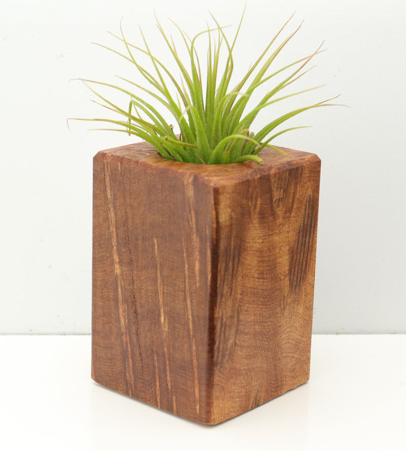 Wood Burl  Air Plant Holder - Jadyn (Wood Burl, 673146)