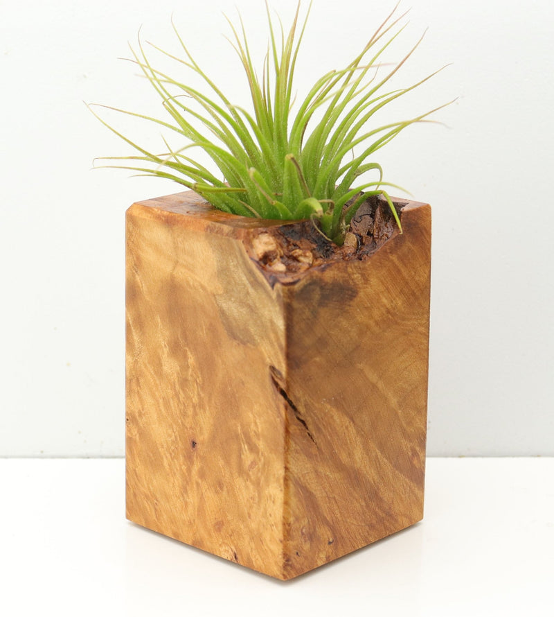 Wood Burl  Air Plant Holder - Henrietta (Wood Burl, 673147)