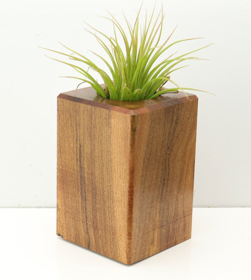 Wood Burl  Air Plant Holder - Ginger (Wood Burl, 673148)