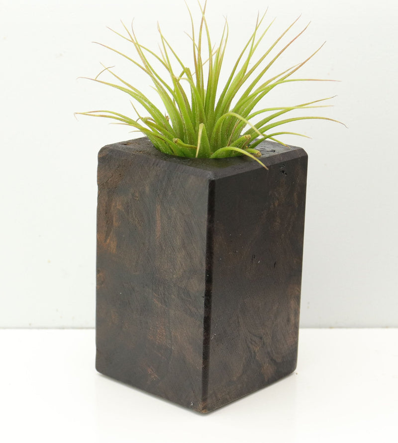 Wood Burl  Air Plant Holder - Winter (Wood Burl, 673149)