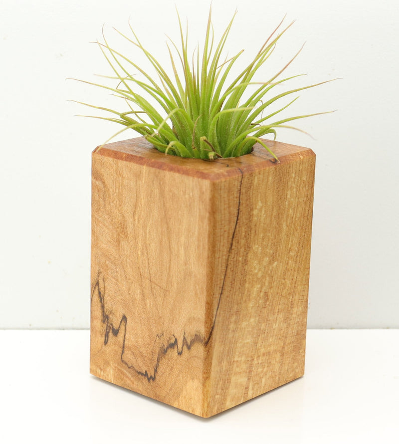 Wood Burl  Air Plant Holder - Darius (Wood Burl, 673150)