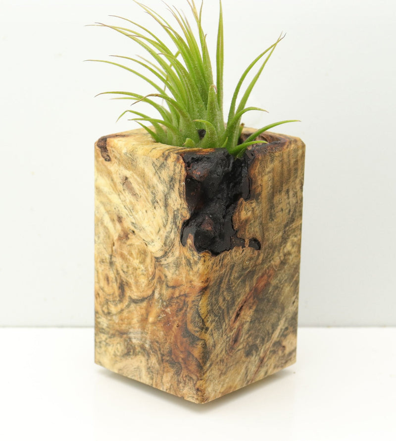 Wood Burl Wood+Resin Air Plant Holder - Theresa (Wood Burl, 673977)