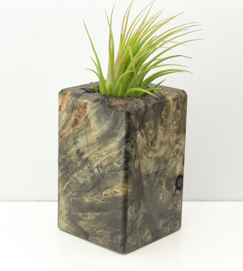 Wood Burl  Air Plant Holder - Paulina (Wood Burl, 673979)