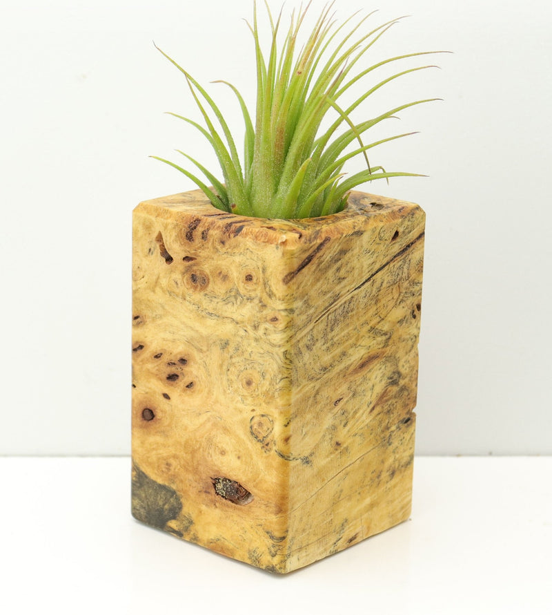 Wood Burl  Air Plant Holder - Rylie (Wood Burl, 673980)